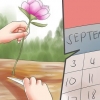 Deel en uitplant van pioene