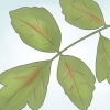 Ontlont poison oak