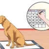 Puppypads en zindelijkheidstraining combineren