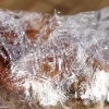 Ribbetjes opwarmen