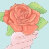 Plant rose