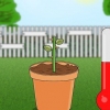 Voortplanting van rose