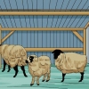 Schapen versorgen
