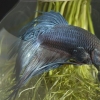 Siamese kempvissen kweken