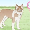 Siberiese husky se fokken