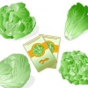 Blaarslaai plante