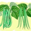 Groeiende groenbone