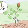 Neem steggies van rose