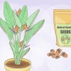 Groeiende strelitzia