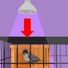 Thuis vir 'n zieke vogel sorg