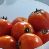 Tomaten maak