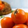 Tomatensap maak