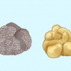 Kweek truffels