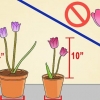 Kweek tulpe in potte