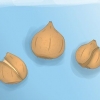 Plant tulpbolle