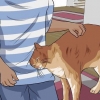Vacht van katten ontklitten