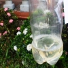 Maak drupbesproeiing uit 'n plastiekbottel