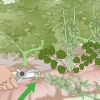 Ontslae te raak van japannese knotweed