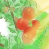 Bepaal wanneer die appels op jou appelboom ryp is