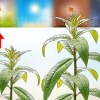 Verbena snoei