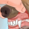 Vergiftiging herkennen by honde