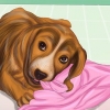 Vernielzuchtig gedrag by honde stop