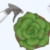 Gieter vetplante