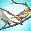 Vogels aantrekken