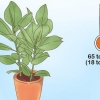 Die versorging van 'n ficus