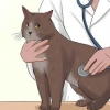 Voor 'n kat met felv sorg