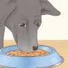 Vir 'n labrador retriever sorg