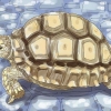 Voor 'n landschildpad sorg