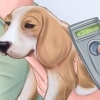 Voor 'n verwaarloosde hond sorg