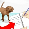 Vir 'n zieke hond sorg