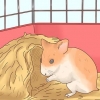 Voor hamsterbaby se sorg