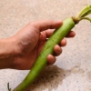 Wasabi klaarmaak