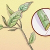 Snoei weigela
