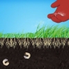 Verwyder wit grubs van jou grasperk
