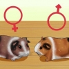 Zien van je cavia zwanger is