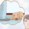 Zien of je hond depressief is