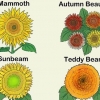 Kweek sonneblomme