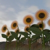 Oes sonneblomsaad