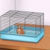 Maak seker dat jou hamster vertrou