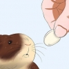 Maak seker dat jy cavia is getroud