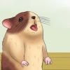 Maak seker dat jy die hamster koel bly as dit weer is