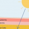 Maak seker jou liggaam absorbeer vitamien d-aanvullings so goed as moontlik