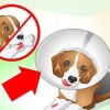 Zorgen vir 'n hond met hektinge