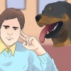 Zorgen vir 'n rottweilerpup