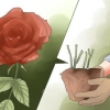 Elimineer swart kolle op rose