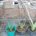 Aloe vera plante